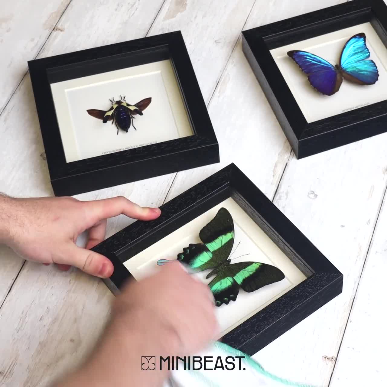 Mariposa Prepona praeneste de Perú en marco de caja - Etsy España